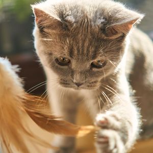 imagination(prod.GAXILLIC)