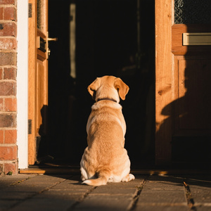 おやすみパブロフ