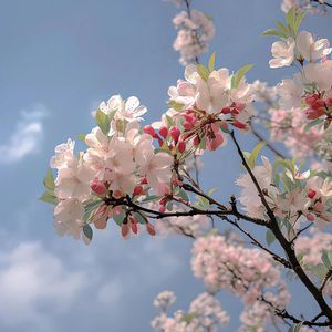 糸（翻自Aimer）