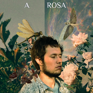 A Rosa