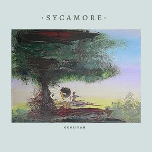 Sycamore
