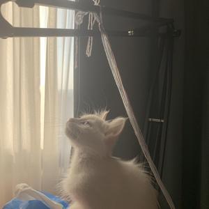 [Free] 花 - New Wave Type Beat