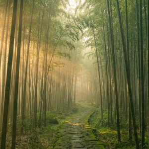 Bamboo Stream