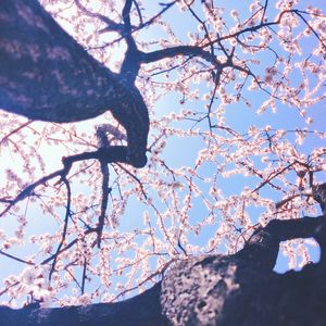 【长笛】诀别书