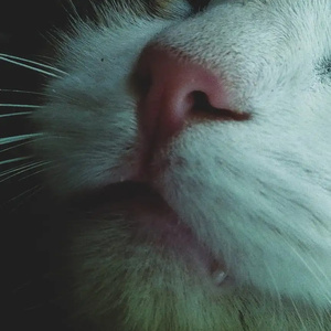 yüzündeki gülücük