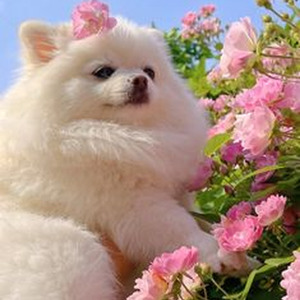 Rolex Endiamantados (slowed)