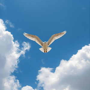 翼を広げて大空へ