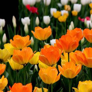 Till The End Of Time