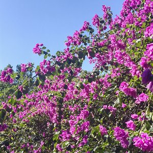 傲雪叹梅花