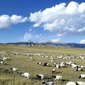 白酒一口闷音乐