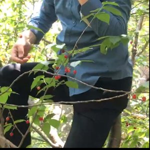 吃樱桃之歌