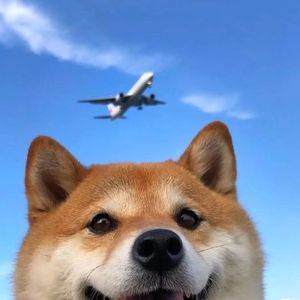 白月光与朱砂痣zZZ