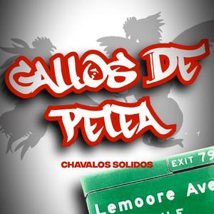 Gallos De Pelea
