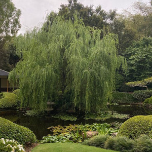 I Just Want to Be the One You Love