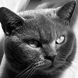 Гуляющий кот