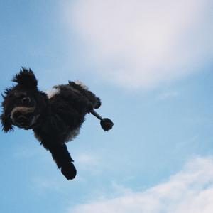 monty (＾ᴥ＾) (acoustic)