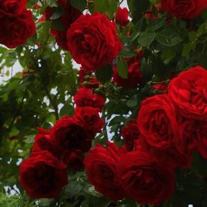 Smell the Roses (feat. Jonum)