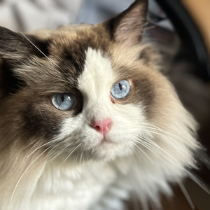 布偶猫的温柔世界