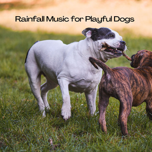 Calming Sound of the Rainfall to Relax Dogs