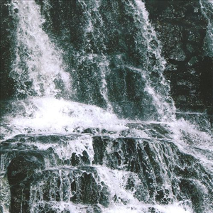 Songbirds Depart Through the Passing Near the Garden