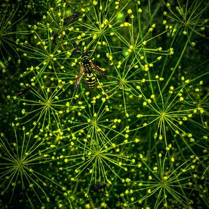 夏日萤火伴少年