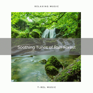 Whispering Brook Sounds for Perfect Relax