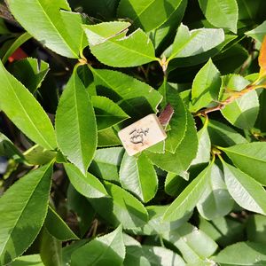 忘れてやらない(二胡)