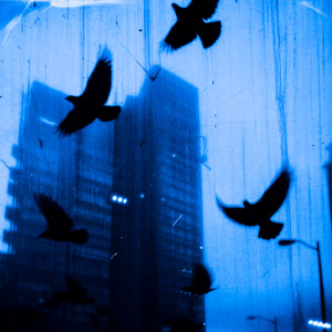 Sad birds still sing