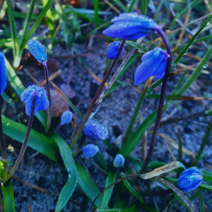 Подснежники