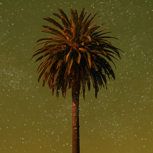 Reflections (Nature)