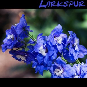 Anderson's Larkspur