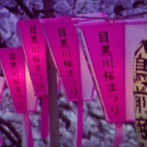 河津桜 hanami on a rainy day