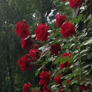 天龙八部之宿敌