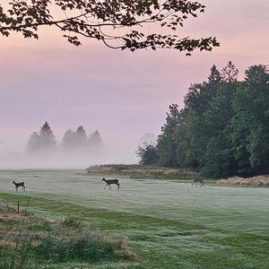 Til Forever (rough cut)