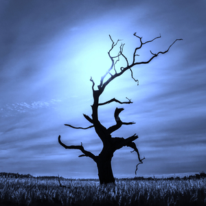 Nightjar (Blue Lab Beats Remix)