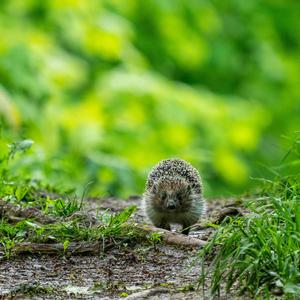 Green Hill Zone (Lofi Cover)