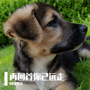 再回首你已远走