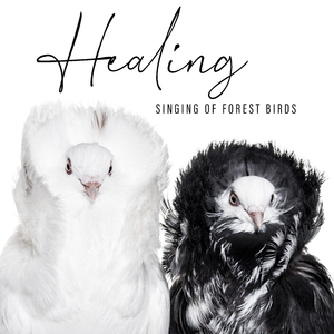 Sitting Birds in the Trees