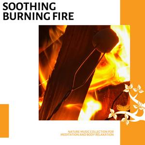 Affection Of Crickets Night