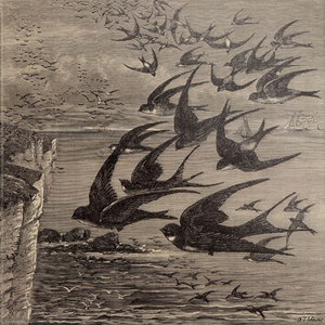 Little Birds (Studio)