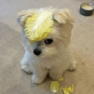 雨巷拐角处最后的光年