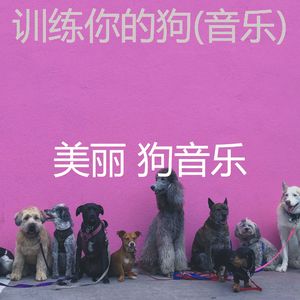 优秀的(宠物午睡)