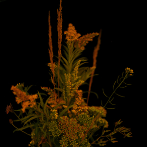 Трубач и осень