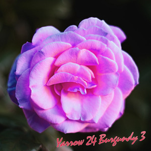 Thunder Tera Birds Rhyno