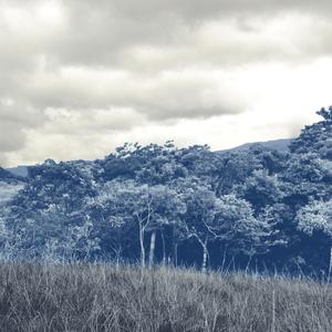 The Mist (Single Version)