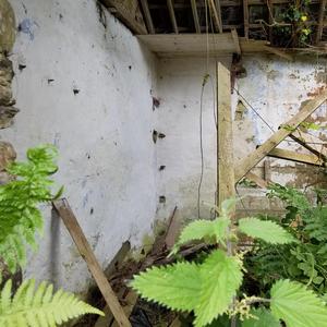 Overgrown (Single Edit)