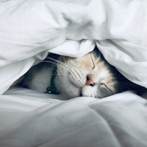 月光幻想 (助眠八音盒)