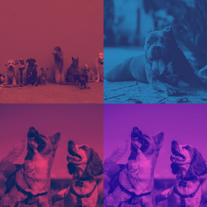 有趣训练犬情怀