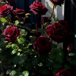 花海（Prod.Gr33nart）