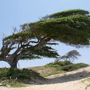 Dialogos do Vento (2000) C